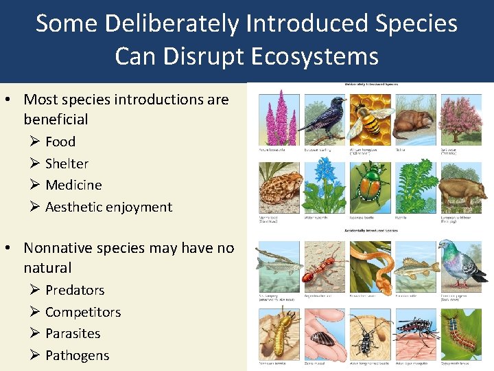 Some Deliberately Introduced Species Can Disrupt Ecosystems • Most species introductions are beneficial Ø
