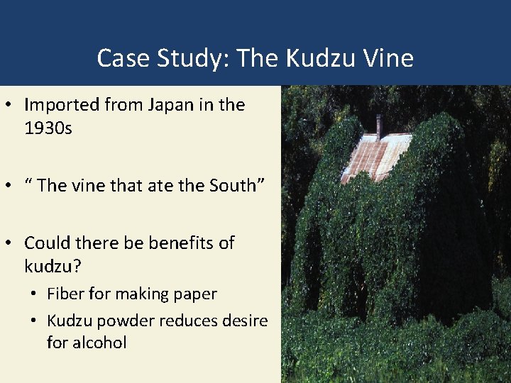 Case Study: The Kudzu Vine • Imported from Japan in the 1930 s •