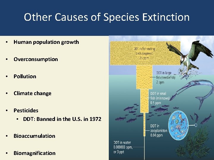 Other Causes of Species Extinction • Human population growth • Overconsumption • Pollution •