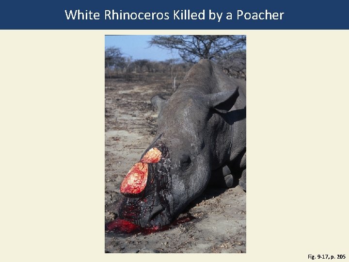 White Rhinoceros Killed by a Poacher Fig. 9 -17, p. 205 