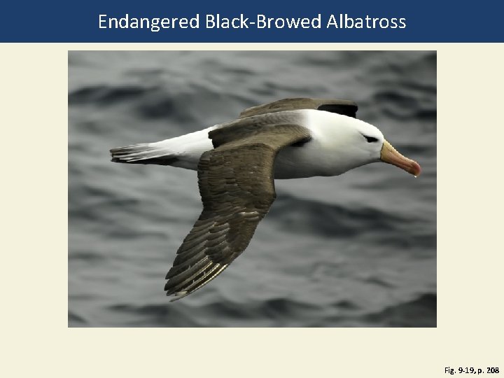 Endangered Black-Browed Albatross Fig. 9 -19, p. 208 