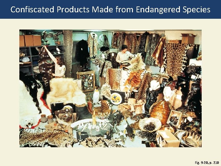 Confiscated Products Made from Endangered Species Fig. 9 -20, p. 210 