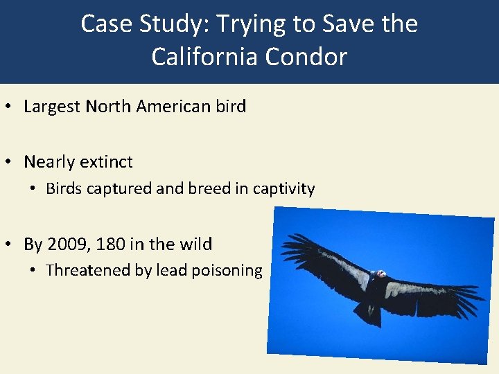 Case Study: Trying to Save the California Condor • Largest North American bird •