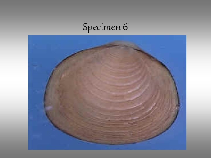 Specimen 6 