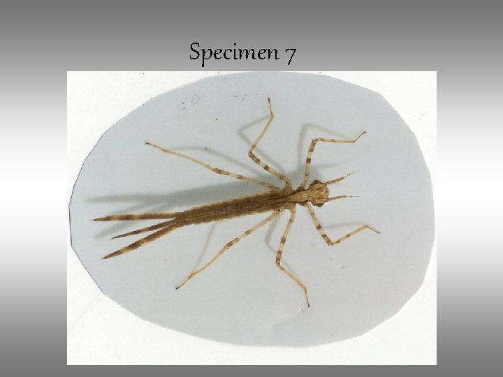Specimen 7 