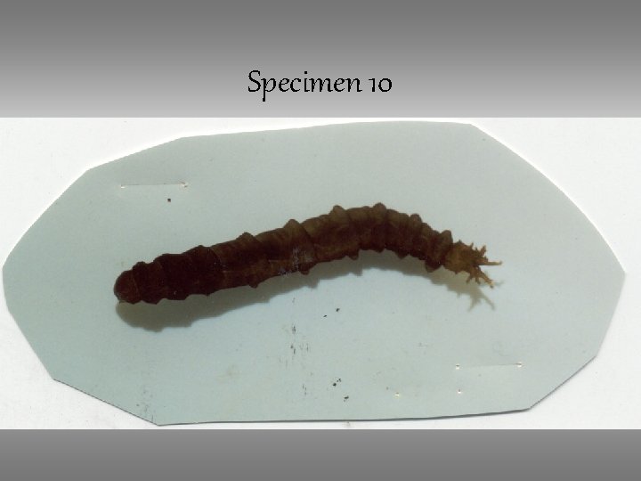 Specimen 10 