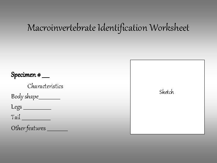Macroinvertebrate Identification Worksheet Specimen # _____ Characteristics Body shape_________ Legs ___________ Tail ____________ Other