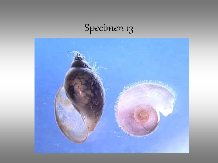 Specimen 13 