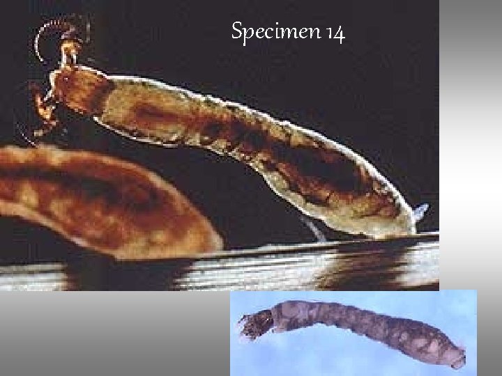 Specimen 14 