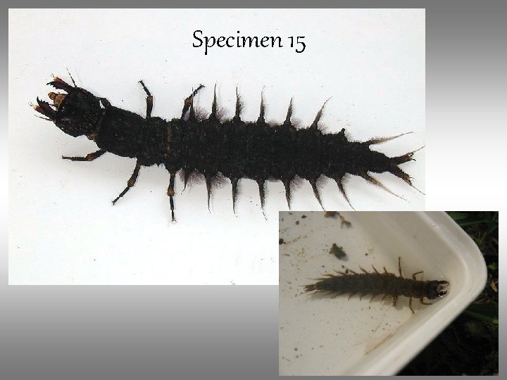 Specimen 15 