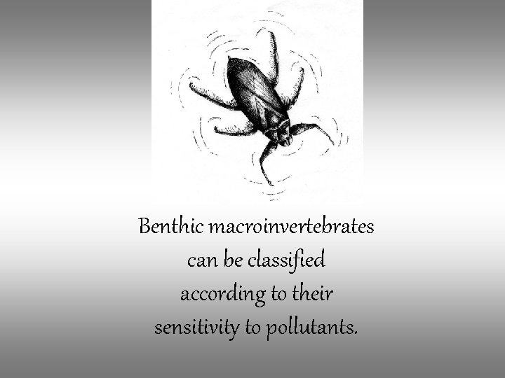 Benthic macroinvertebrates can be classified according to their sensitivity to pollutants. 