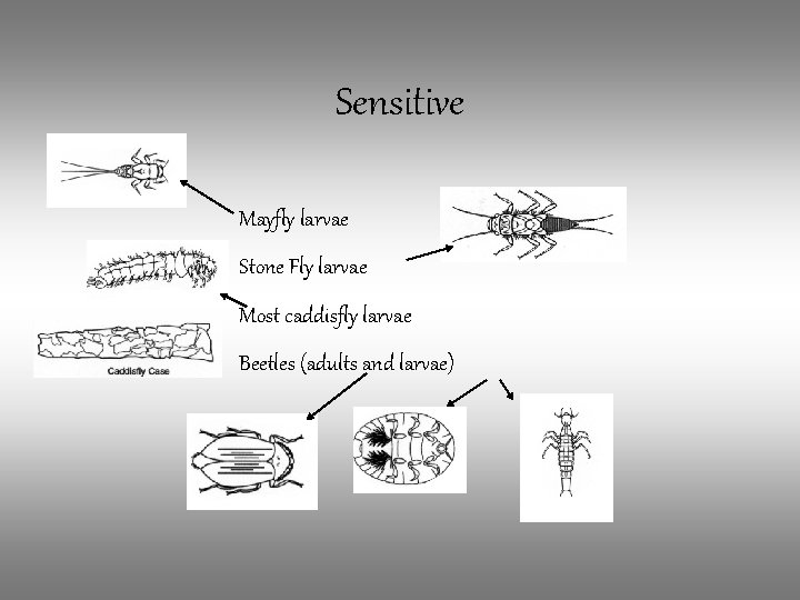 Sensitive Mayfly larvae Stone Fly larvae Most caddisfly larvae Beetles (adults and larvae) 