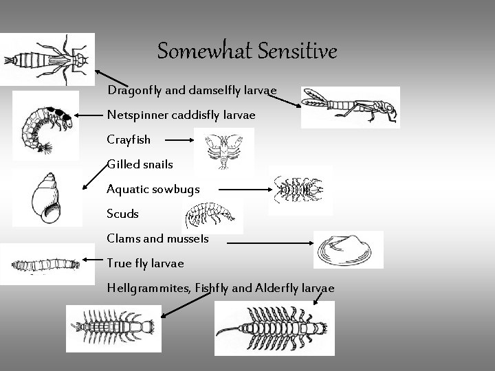 Somewhat Sensitive Dragonfly and damselfly larvae Netspinner caddisfly larvae Crayfish Gilled snails Aquatic sowbugs
