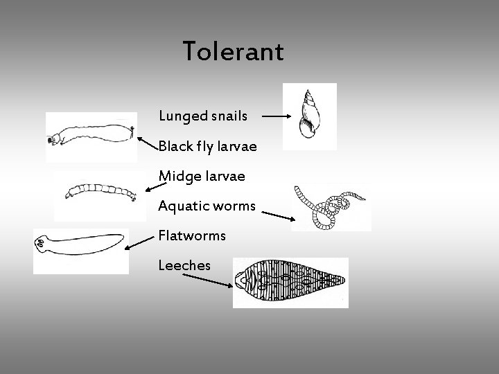 Tolerant Lunged snails Black fly larvae Midge larvae Aquatic worms Flatworms Leeches 