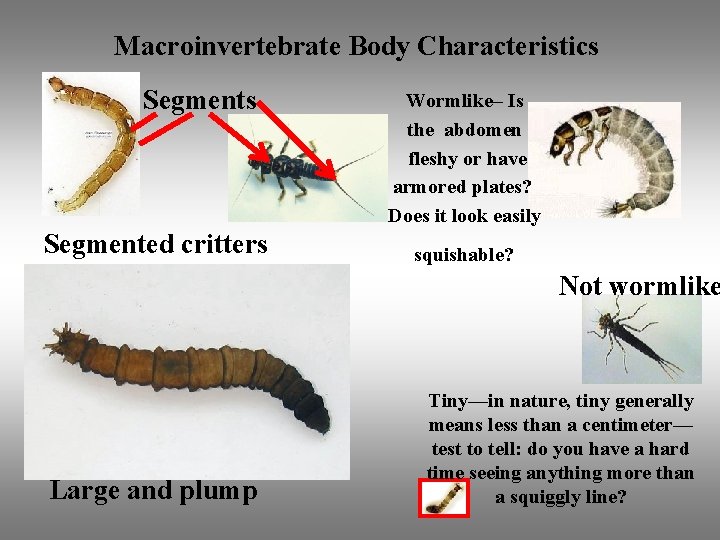 Macroinvertebrate Body Characteristics Segmented critters Wormlike– Is the abdomen fleshy or have armored plates?