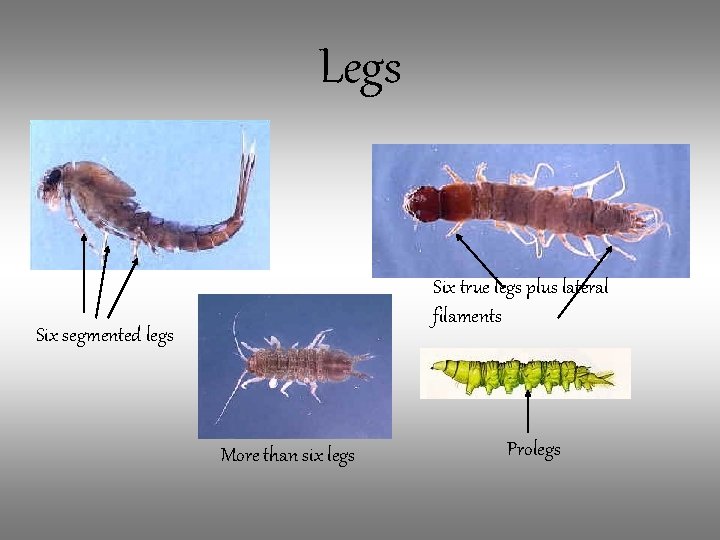 Legs Six true legs plus lateral filaments Six segmented legs More than six legs