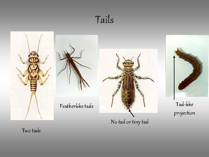 Tails Tail-like projection Featherlike tails No tail or tiny tail Two tails 