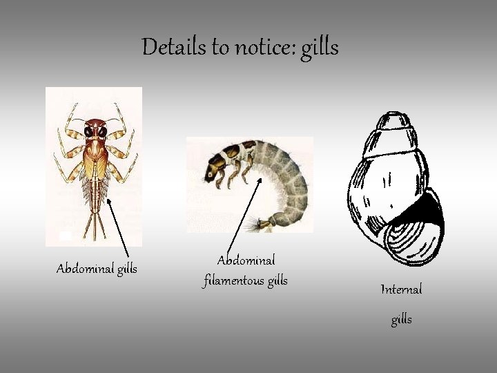 Details to notice: gills Abdominal filamentous gills Internal gills 