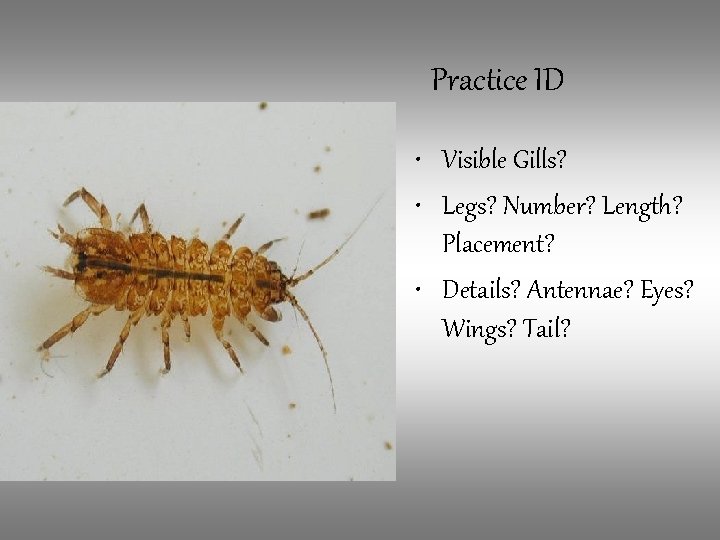 Practice ID • Visible Gills? • Legs? Number? Length? Placement? • Details? Antennae? Eyes?