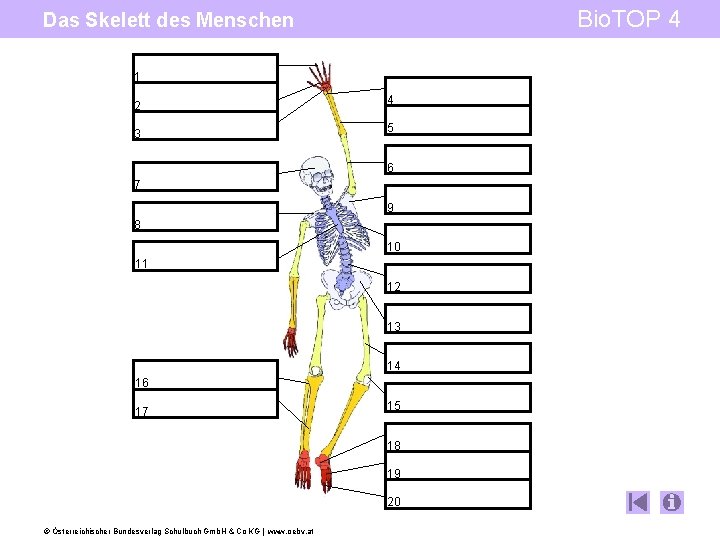 Bio. TOP 4 Das Skelett des Menschen 1 2 4 3 5 6 7