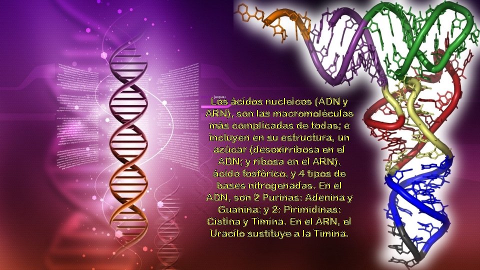 Los ácidos nucleicos (ADN y ARN), son las macromoléculas más complicadas de todas; e