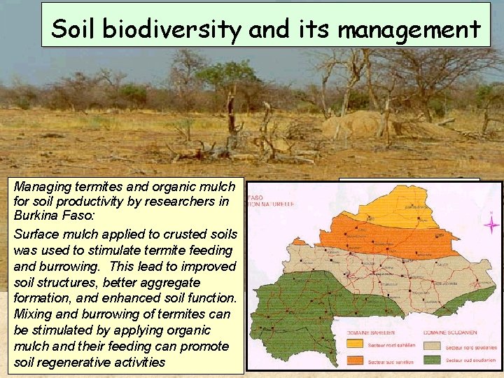 Soil biodiversity and its management Managing termites and organic mulch for soil productivity by