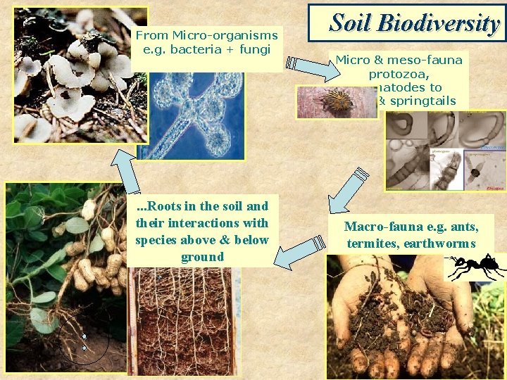 From Micro-organisms e. g. bacteria + fungi . . . Roots in the soil