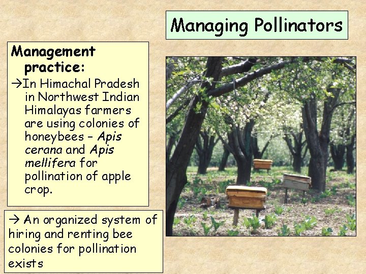 Managing Pollinators Management practice: In Himachal Pradesh in Northwest Indian Himalayas farmers are using