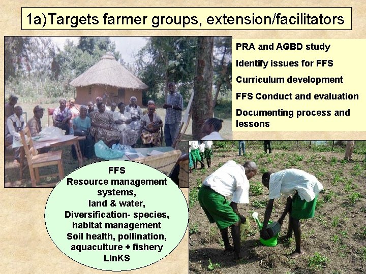1 a)Targets farmer groups, extension/facilitators PRA and AGBD study Identify issues for FFS Curriculum