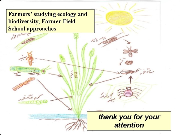 Farmers’ studying ecology and biodiversity, Farmer Field School approaches thank you for your attention