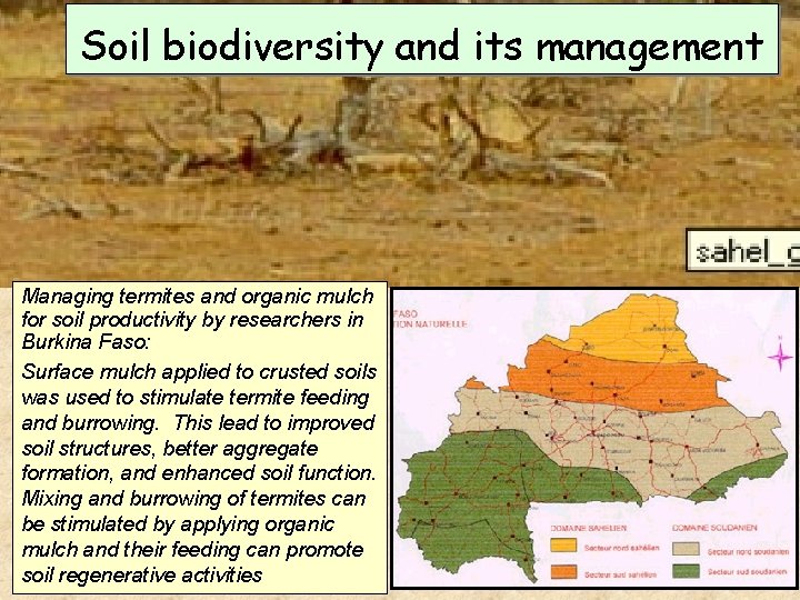 Soil biodiversity and its management Managing termites and organic mulch for soil productivity by