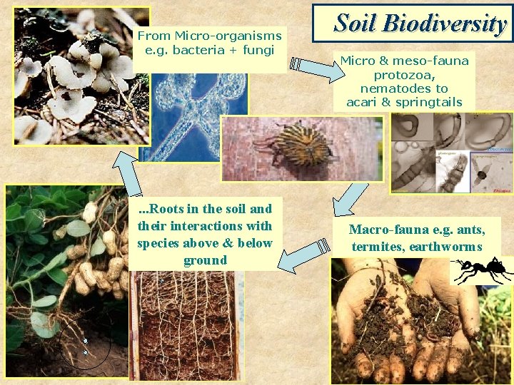 From Micro-organisms e. g. bacteria + fungi . . . Roots in the soil