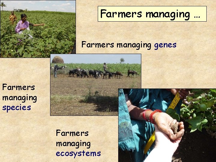 Farmers managing … Farmers managing genes Farmers managing species Farmers managing ecosystems 