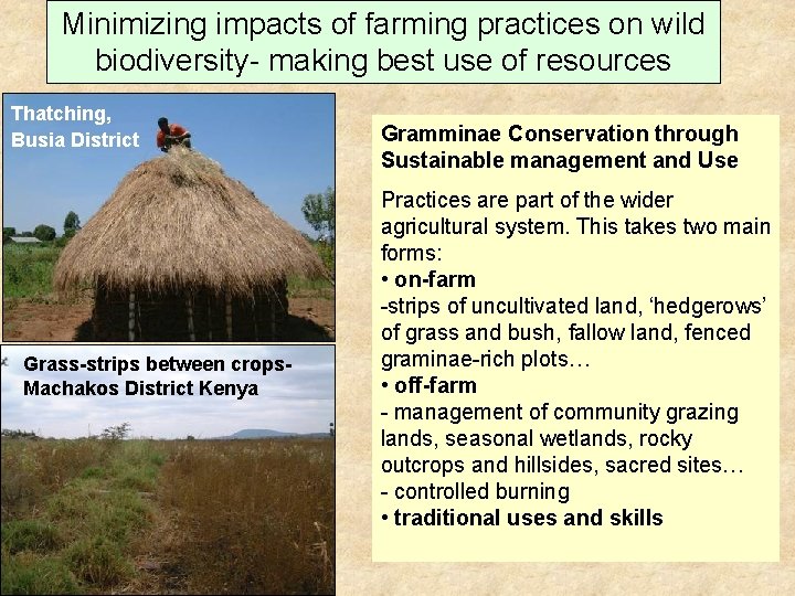 Minimizing impacts of farming practices on wild biodiversity- making best use of resources Thatching,