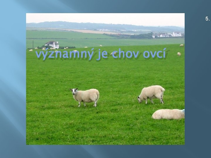 5. významný je chov ovcí 