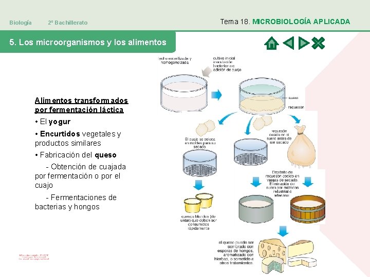 Biología 2º Bachillerato 5. Los microorganismos y los alimentos Alimentos transformados por fermentación láctica