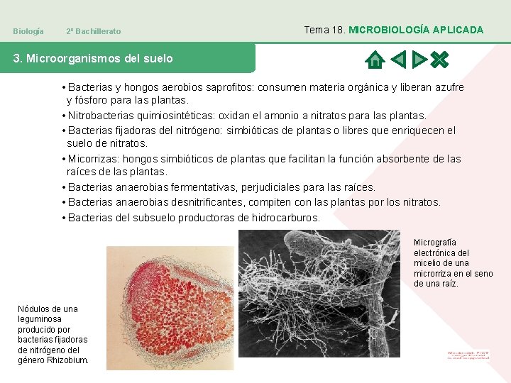 Biología 2º Bachillerato Tema 18. MICROBIOLOGÍA APLICADA 3. Microorganismos del suelo • Bacterias y
