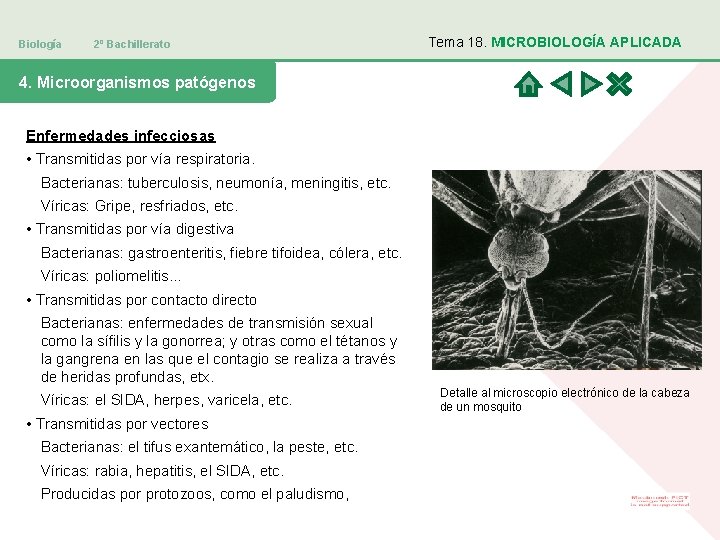 Biología 2º Bachillerato Tema 18. MICROBIOLOGÍA APLICADA 4. Microorganismos patógenos Enfermedades infecciosas • Transmitidas