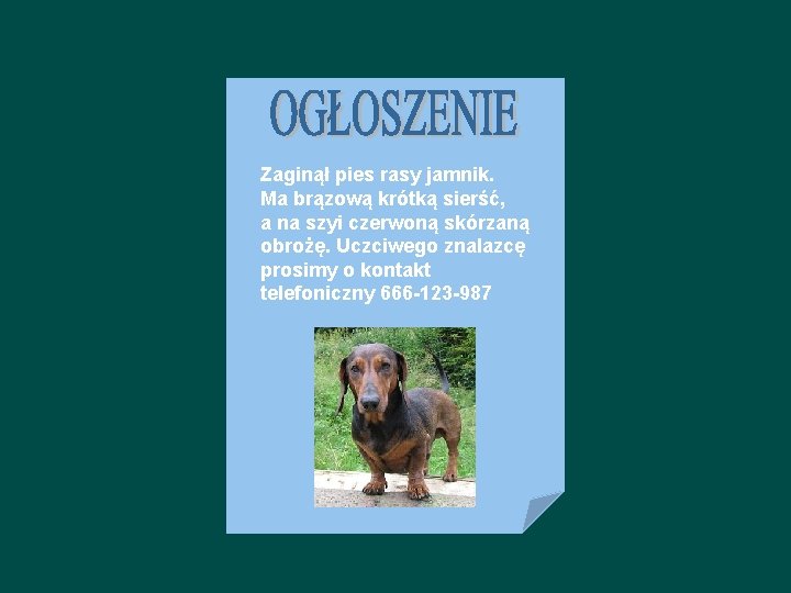 Zaginął pies rasy jamnik. Ma brązową krótką sierść, a na szyi czerwoną skórzaną obrożę.