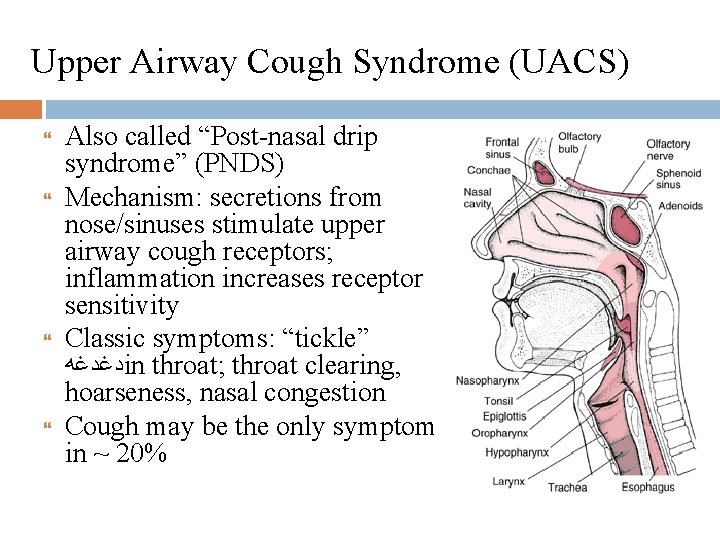 Upper Airway Cough Syndrome (UACS) Also called “Post-nasal drip syndrome” (PNDS) Mechanism: secretions from