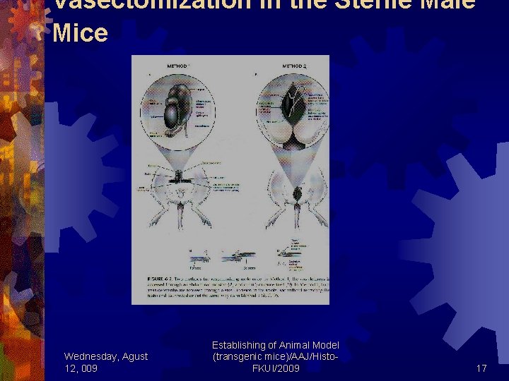 Vasectomization in the Sterile Male Mice Wednesday, Agust 12, 009 Establishing of Animal Model