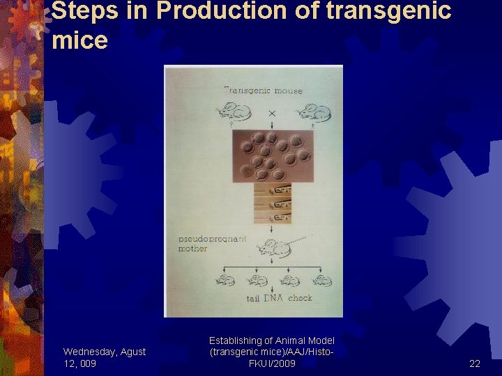 Steps in Production of transgenic mice Wednesday, Agust 12, 009 Establishing of Animal Model