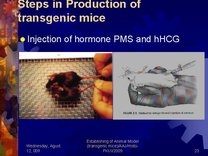 Steps in Production of transgenic mice ® Injection of hormone PMS and h. HCG