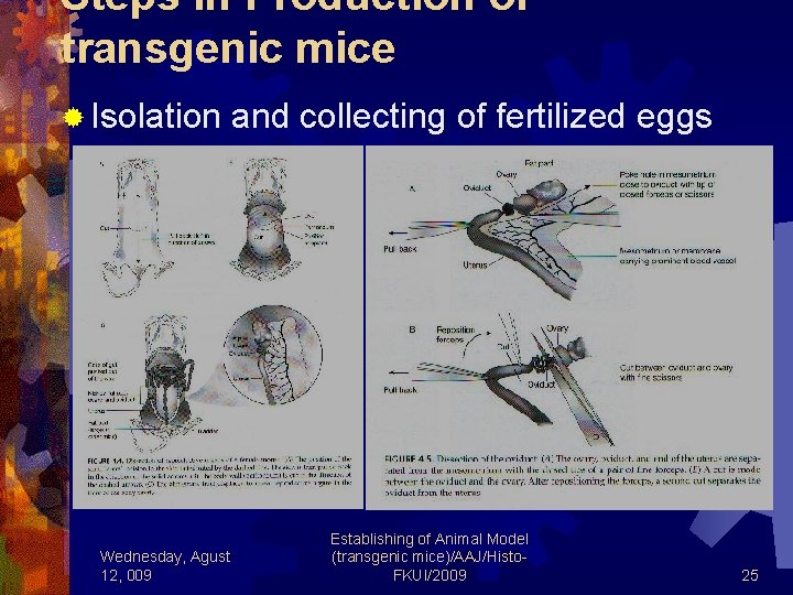 Steps in Production of transgenic mice ® Isolation and collecting of fertilized eggs Wednesday,