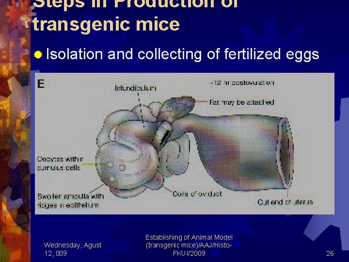 Steps in Production of transgenic mice ® Isolation and collecting of fertilized eggs Wednesday,