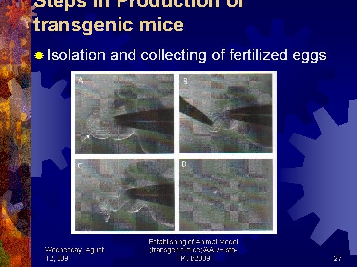 Steps in Production of transgenic mice ® Isolation and collecting of fertilized eggs Wednesday,