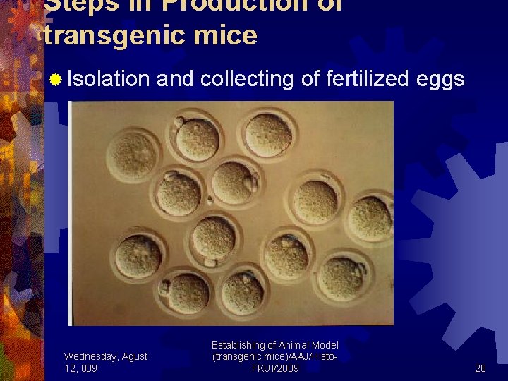 Steps in Production of transgenic mice ® Isolation and collecting of fertilized eggs Wednesday,