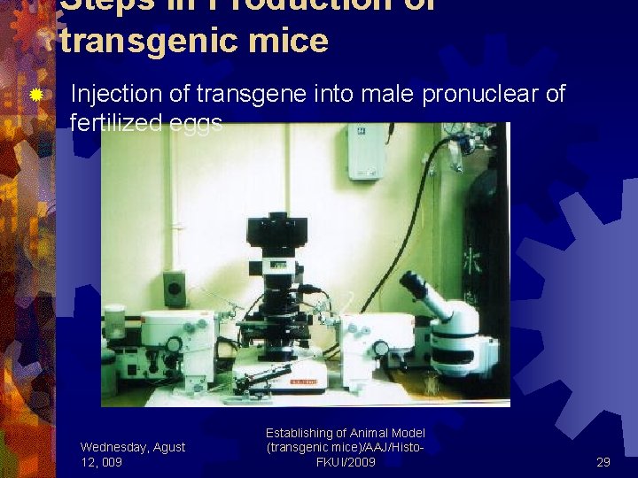Steps in Production of transgenic mice ® Injection of transgene into male pronuclear of