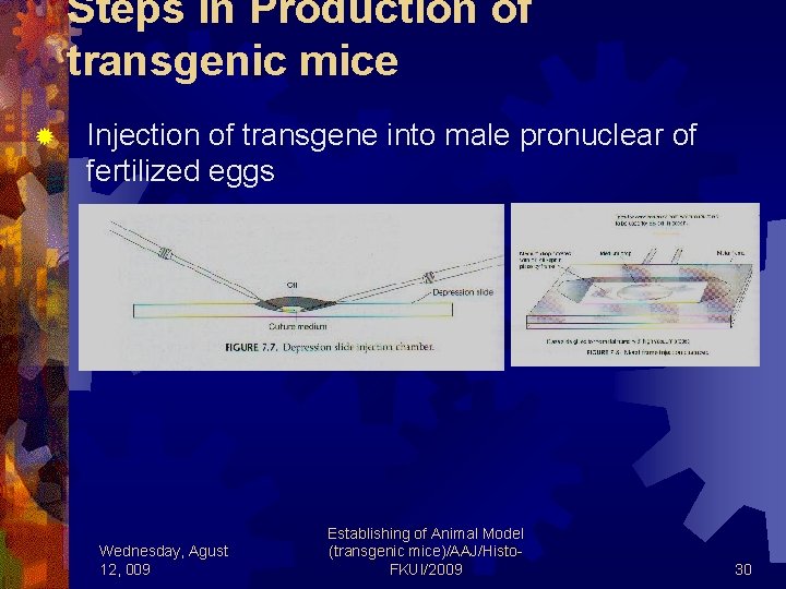 Steps in Production of transgenic mice ® Injection of transgene into male pronuclear of