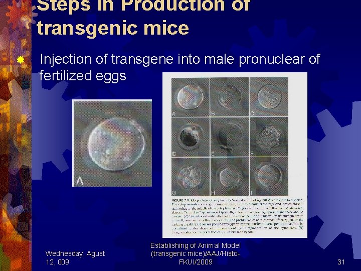 Steps in Production of transgenic mice ® Injection of transgene into male pronuclear of